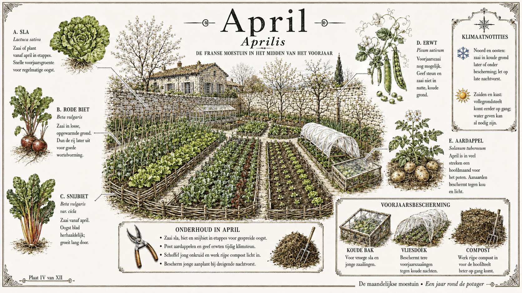 April in de Franse moestuin — botanische plaat met asperge, radijs, tuinboon, aardbei en jonge sla in het volle voorjaar