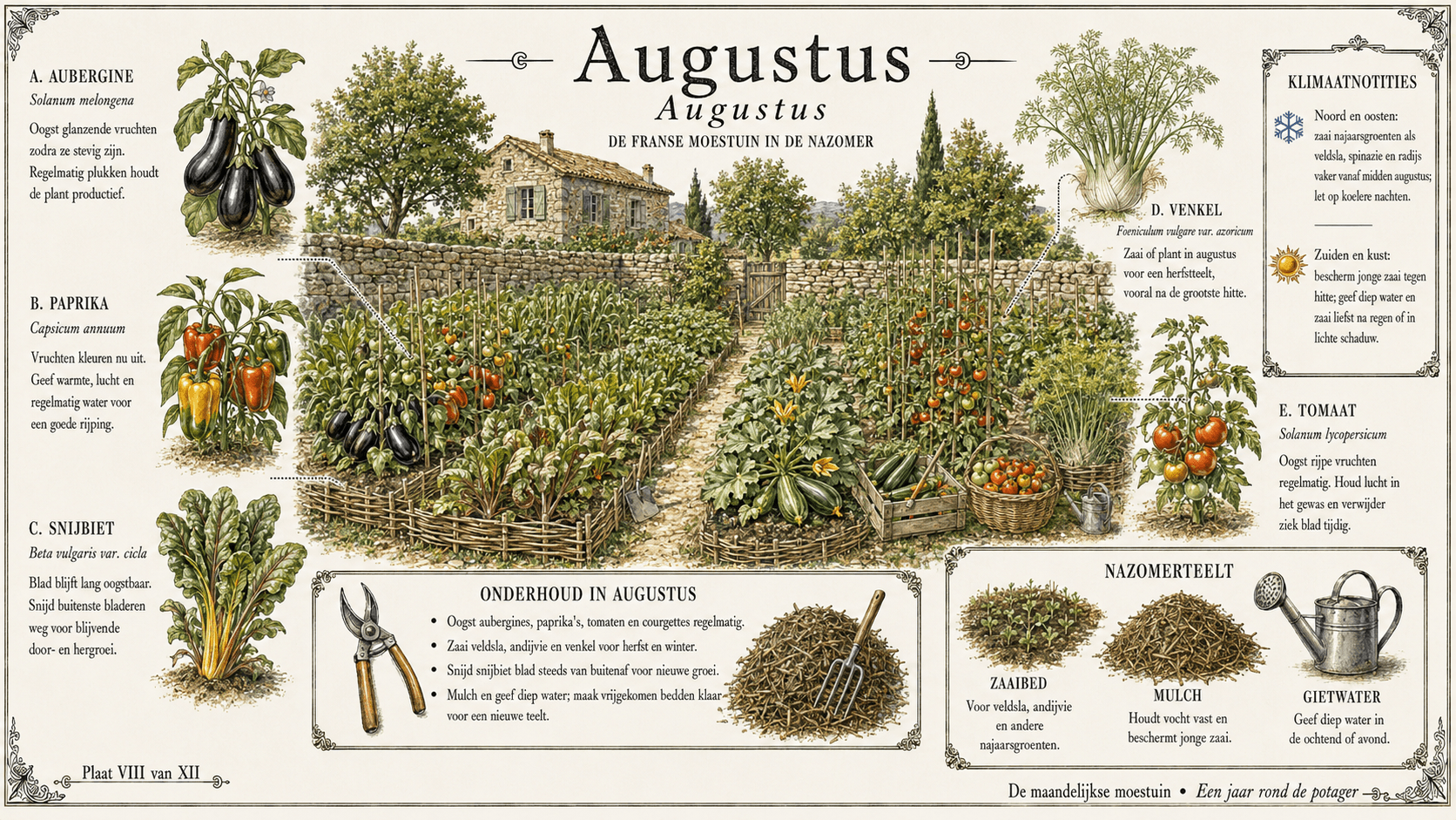 Augustus in de Franse moestuin — botanische plaat met aubergine, paprika, snijbiet, venkel en tomaat in de nazomer