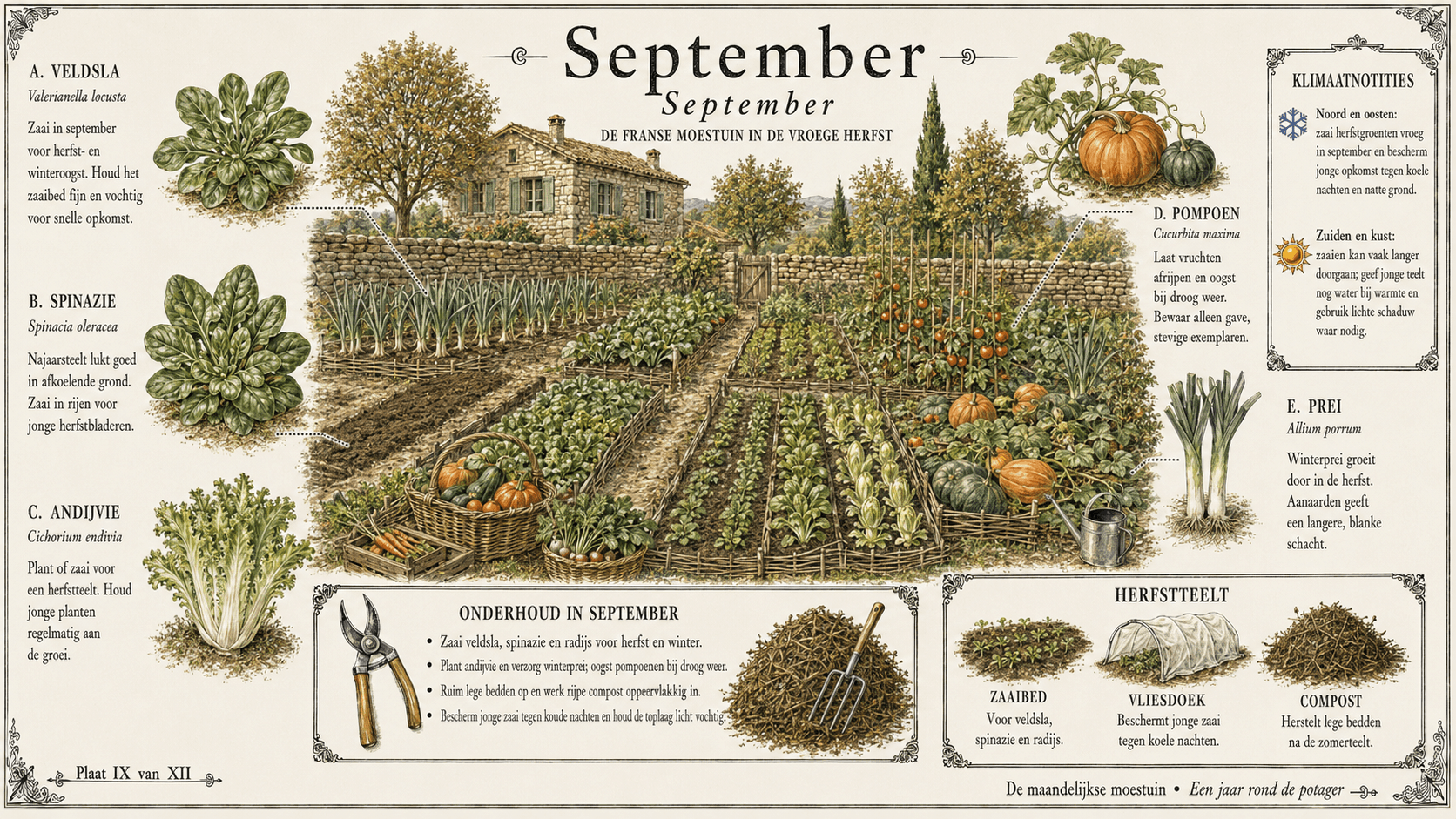 September in de Franse moestuin — botanische plaat met druiven, pompoen, appel, walnoot en mirabel in de vroege herfst
